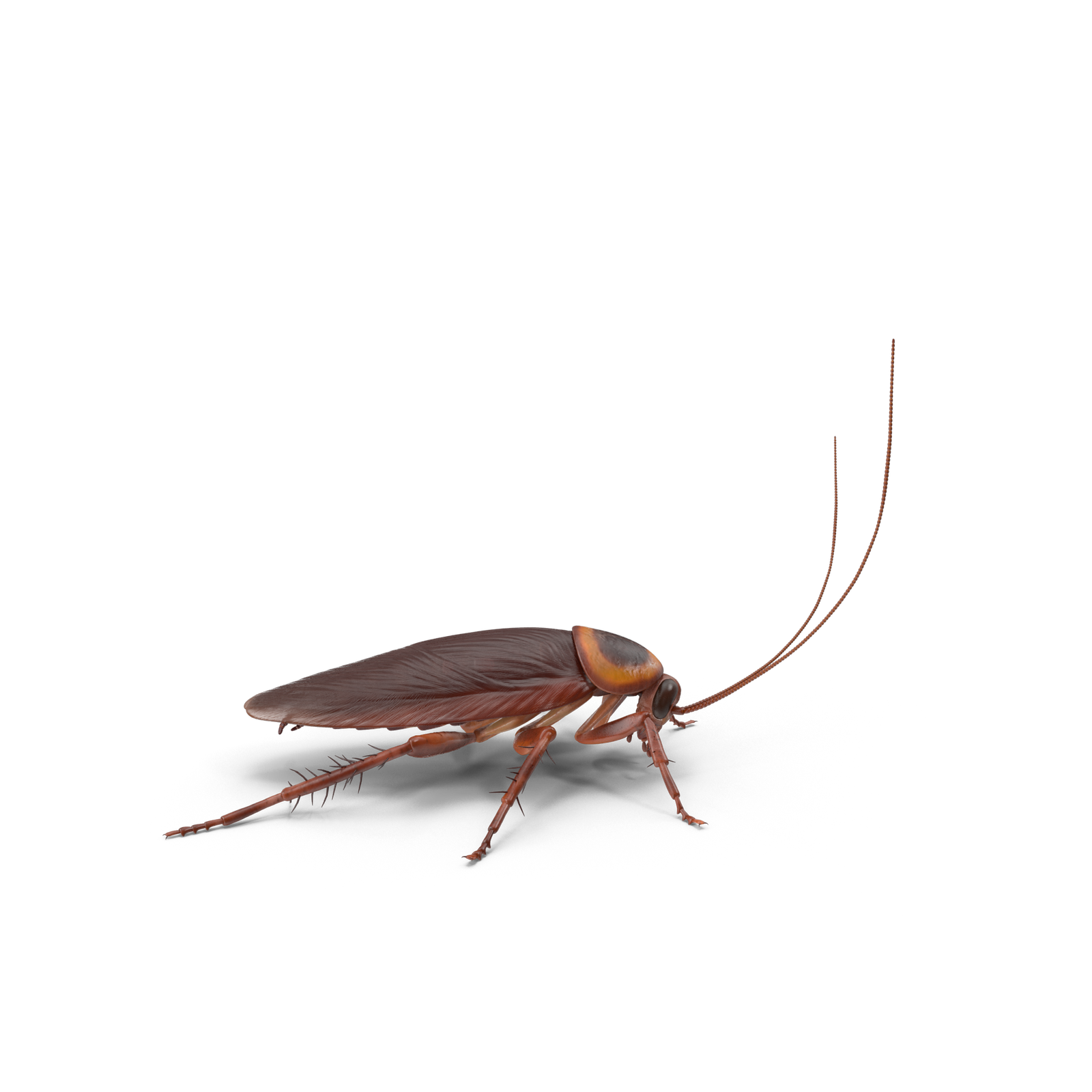 Cockroach.H13