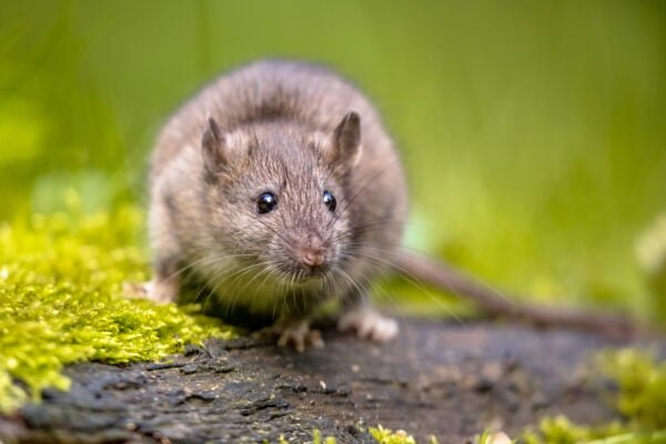 Les rats envahissent la ville de Nantes